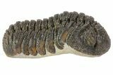 Morocops Trilobite Fossil - Rock Removed #67002-5